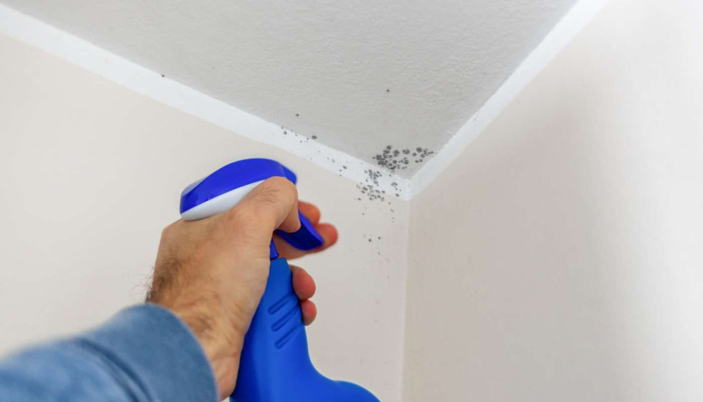 How to Get Rid of Mould at Your Place, The Natural Way