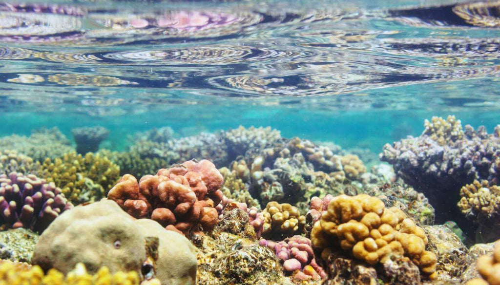 Oxybenzone is killing our coral