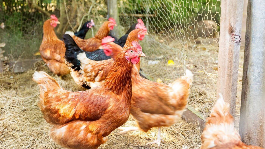 How to compost food scraps at home with chooks in your backyard