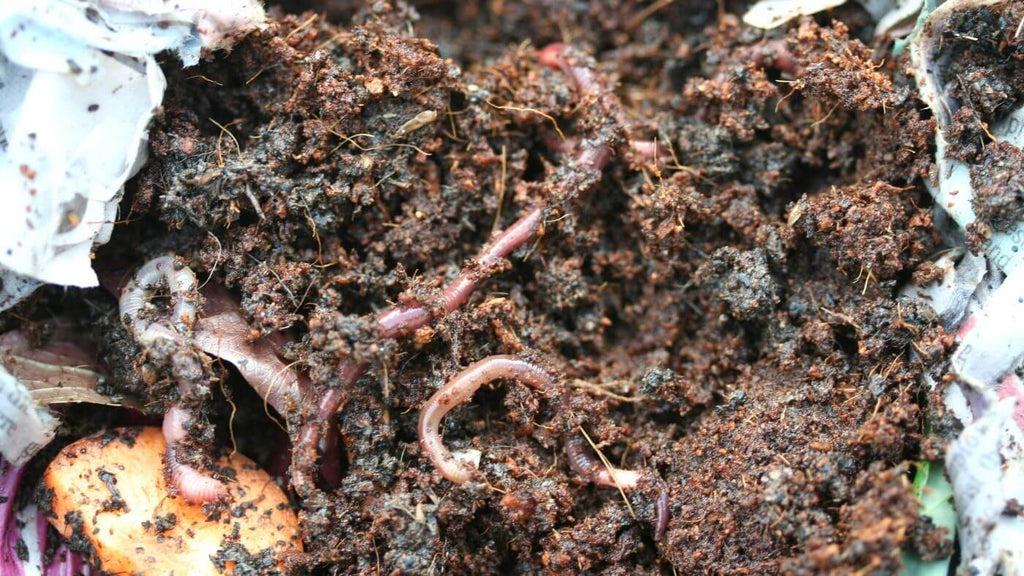 How to compost food scraps at home with a worm farm