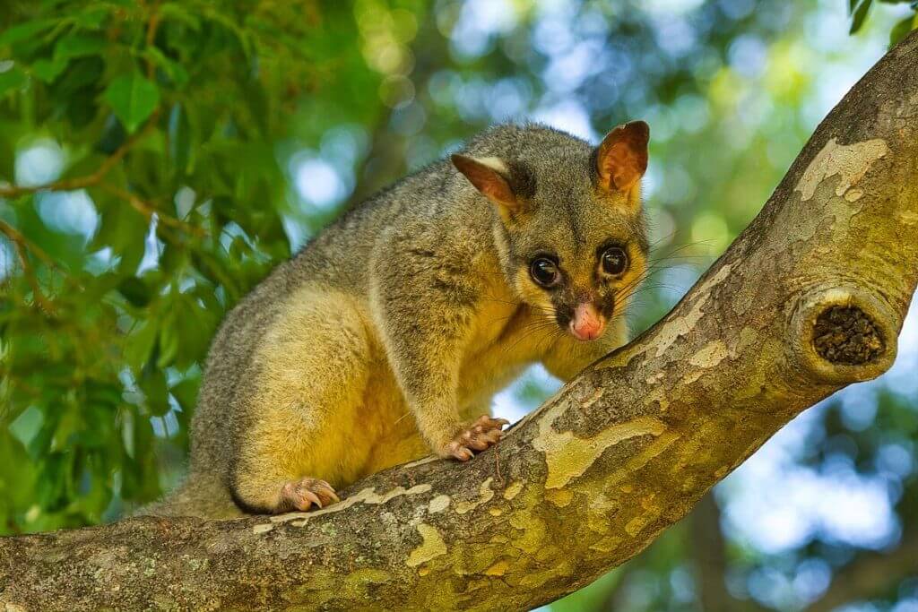 Where do Possums go During the Day? – Envirobug