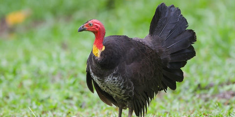 Bush Turkeys Nest Management