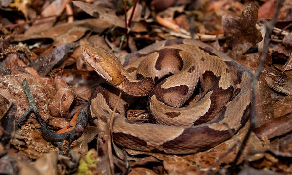 Main Species of Snakes in Australia. Australian Snake Identification Chart