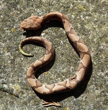 How to Deter Copperhead Snake From Accessing a Property