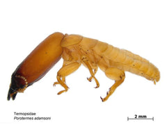 Dampwood termite