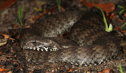 A Death Adder