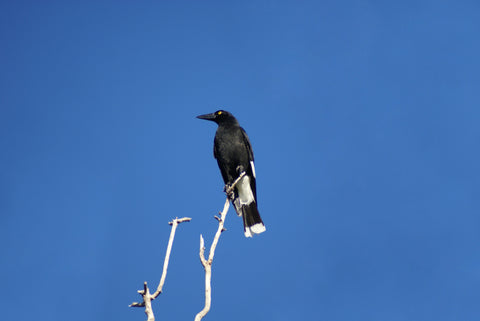 Currawong Dominance Behavior - Image of a currawong displaying dominant behavior