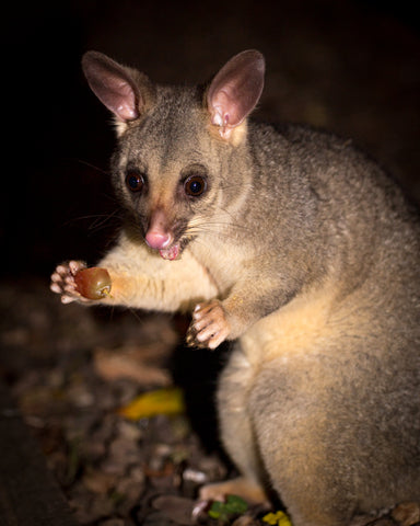 A common brushtail possum foraging for food at night.