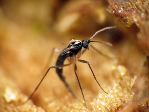 What's the Best Way to Get Rid of Fungus Gnats?