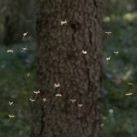 How Do I Get Rid of Fungus Gnats Naturally