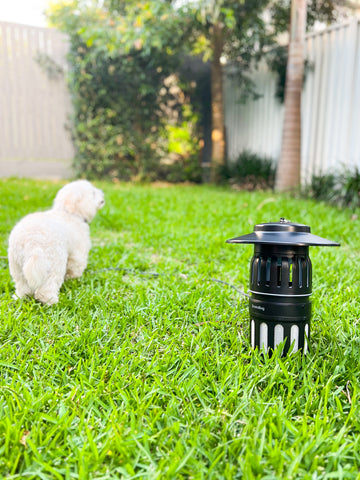 Image of a mosquito-free yard with ongoing control measures to prevent mosquito infestations