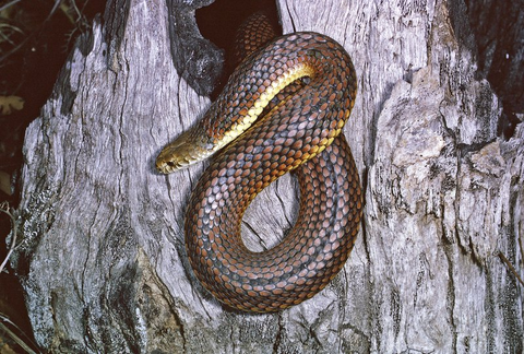 Lowlands Coppersnake