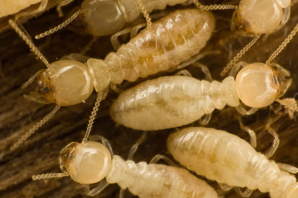 White Ants vs Termites in Adelaide