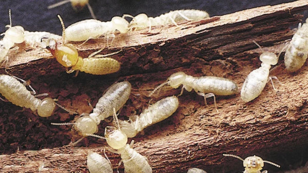 White Ants versus Termites in Melbourne
