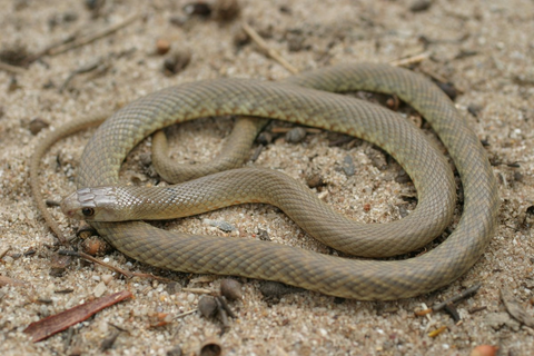 Western Brown Snake