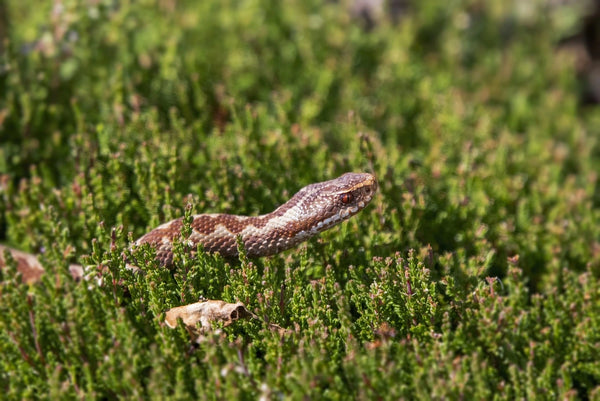 Snake Body Language, 2