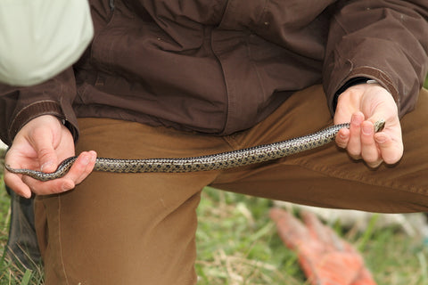 Snake Proof Pants: What Are They, Are They Useful? – Envirobug