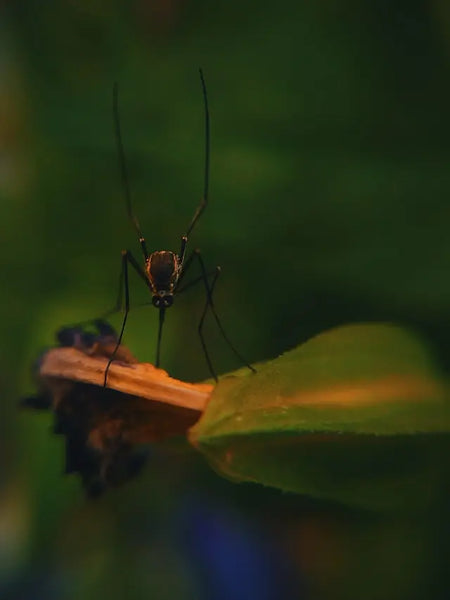 Mosquito Life Cycle