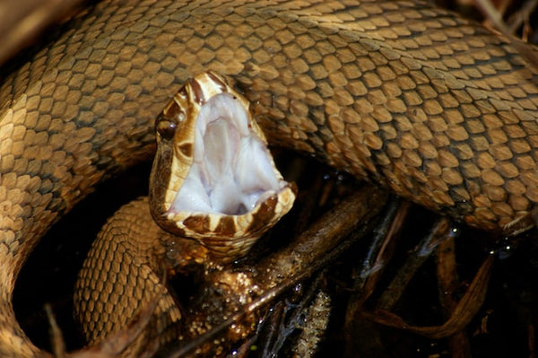 Snake Bite Protectors