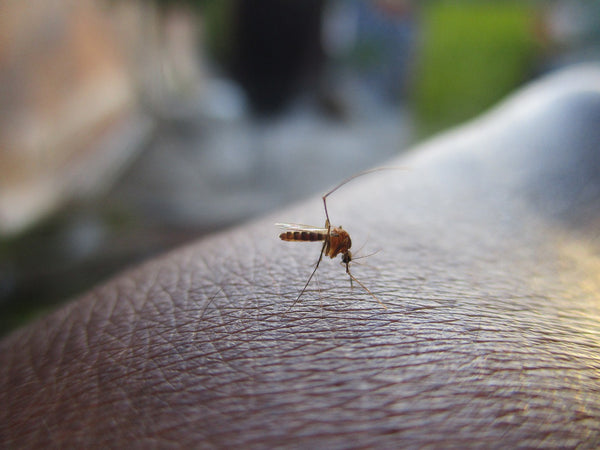mosquito attractants
