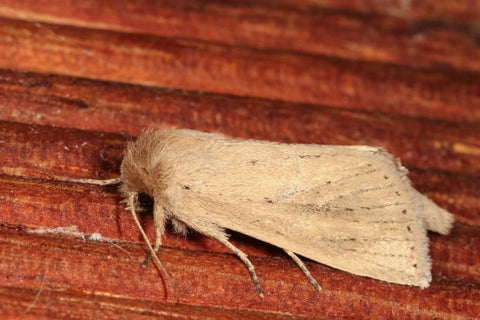 How to Remove Moths from Your House