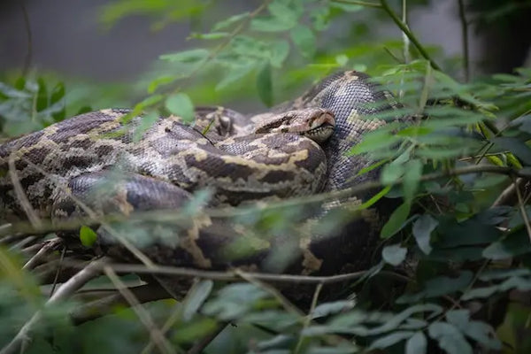 Snakes in Sydney Australia