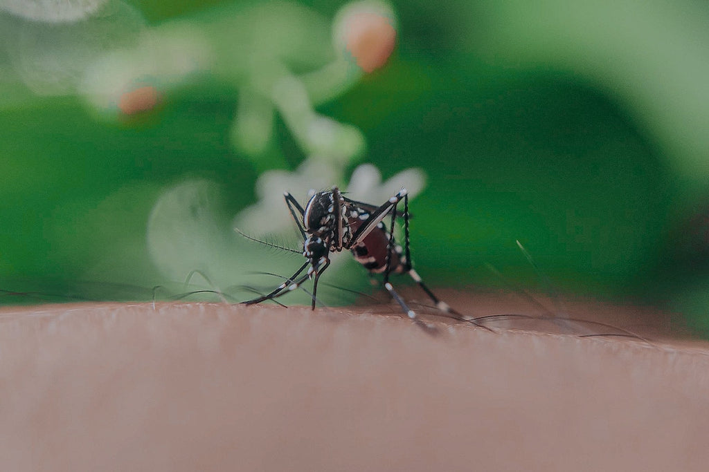 japanese encephalitis mosquito, 2