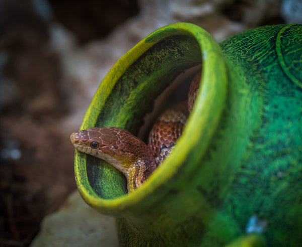 Snakes of Tasmania, 2
