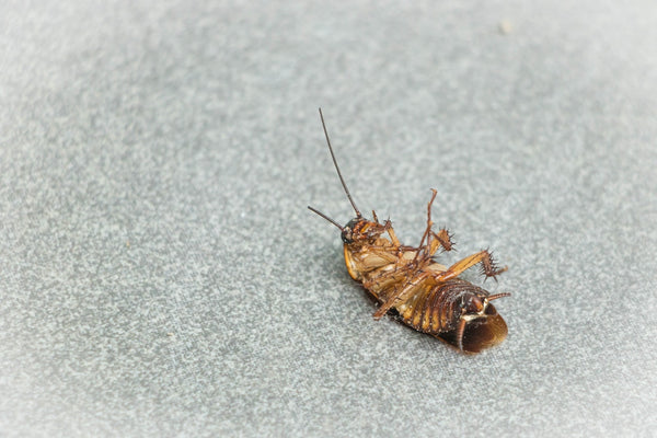 home remedies to get rid of roaches