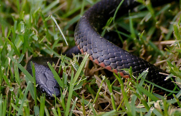 Red-bellied Black Snake, 2