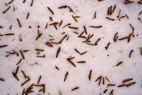 termite swarm, photo 2