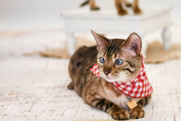 Bandana-Cat