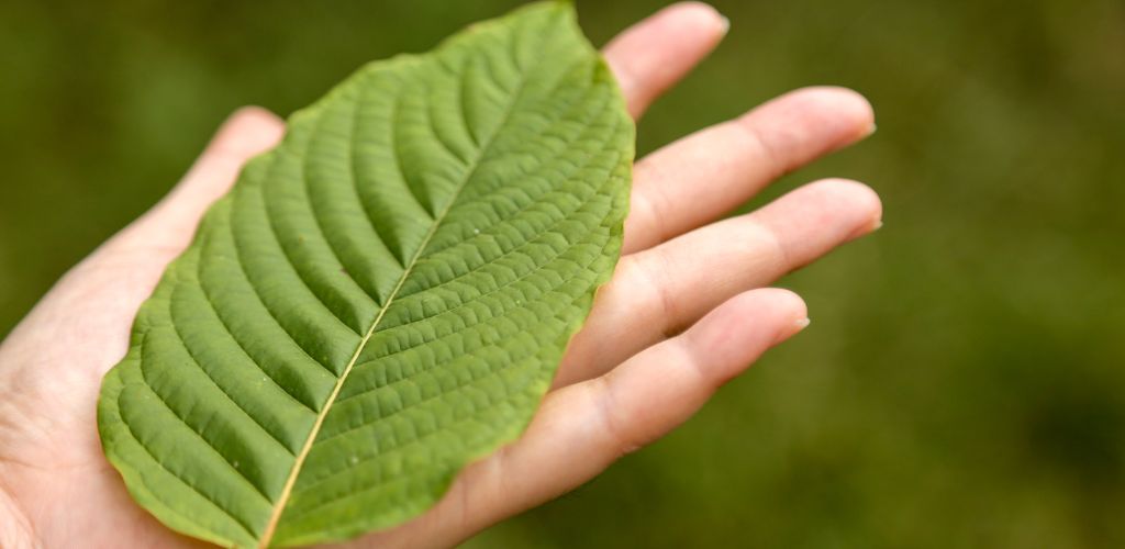 Kratom anbauen Blatt