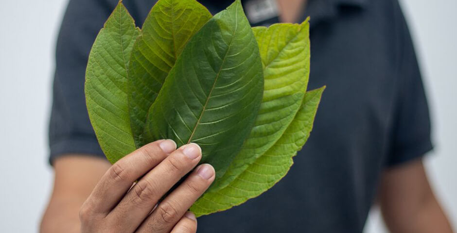 Person with Kratom leaves Kratom long-term effects