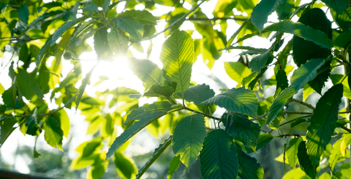 Kratom energía y vitalidad