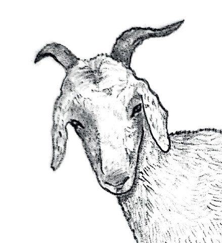 goat chèvre
