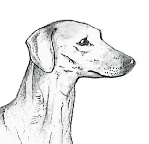 sloughi lévrier greyhound