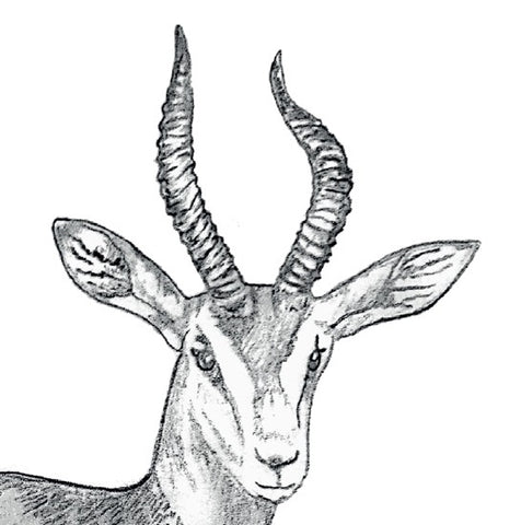gazelle dama