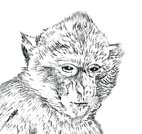 macaque de barbarie monkey