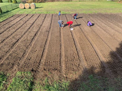 Planting garlic by hand at Count Von Garlic