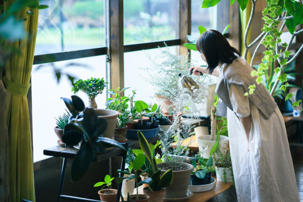 大型　観葉植物　おしゃれ