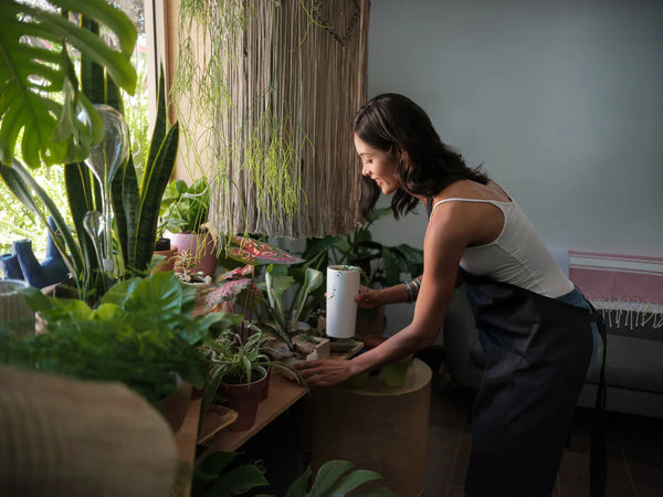 大型の観葉植物おすすめ10選 室内に飾れるおしゃれな大型植物を予算別に紹介 アート通販サイトwasabi