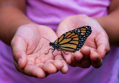 Monarch Butterflies Activities For Kids