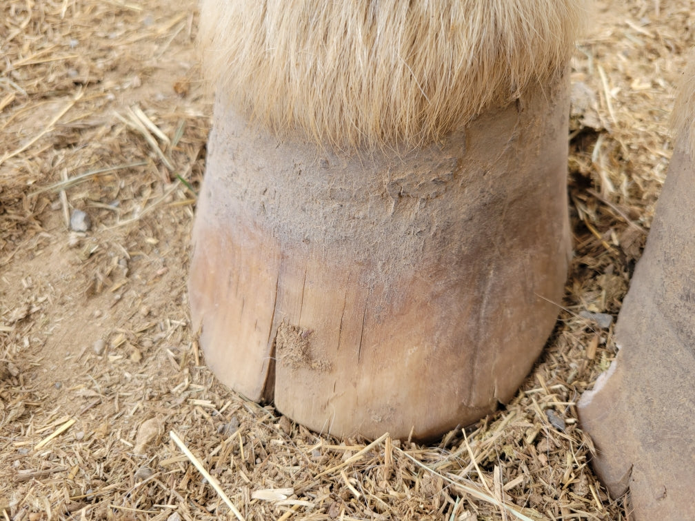 blondie cracked feet