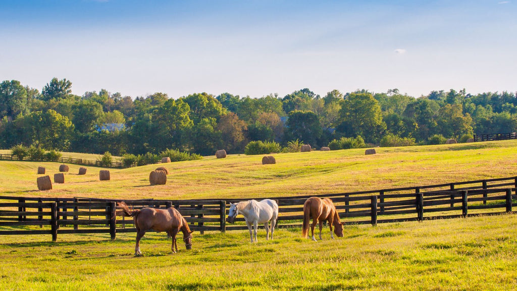 Is CBD Legal in Kentucky