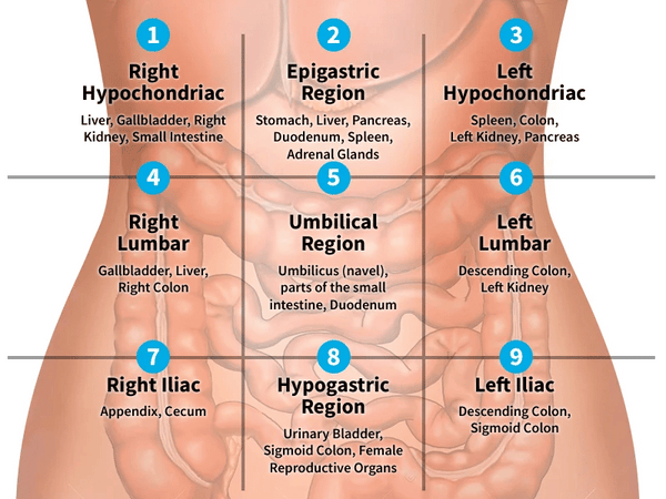 Anatomy of the Lower Left Abdomen and Hip Bone
