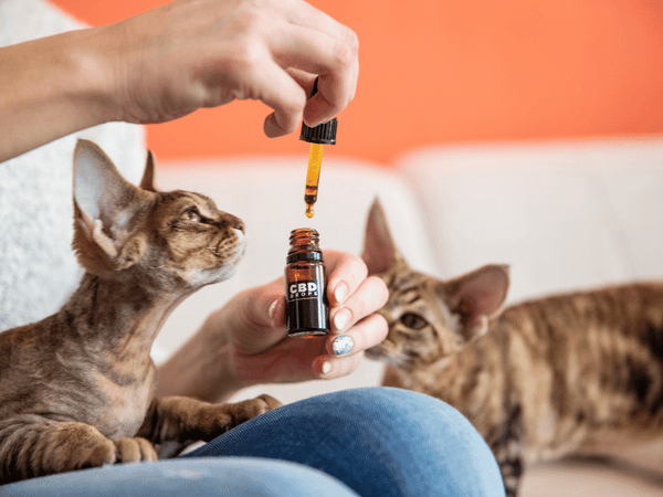 CBD oil for cats