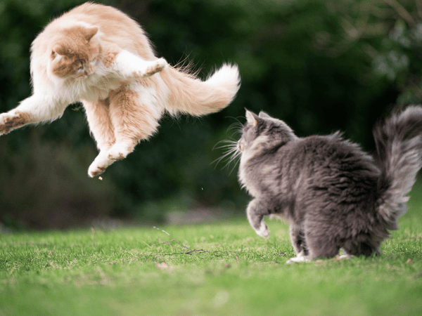 2 cats fighting.