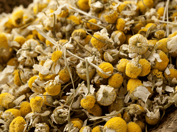 chamomile