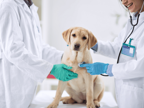 Diagnosing Autism in Dogs